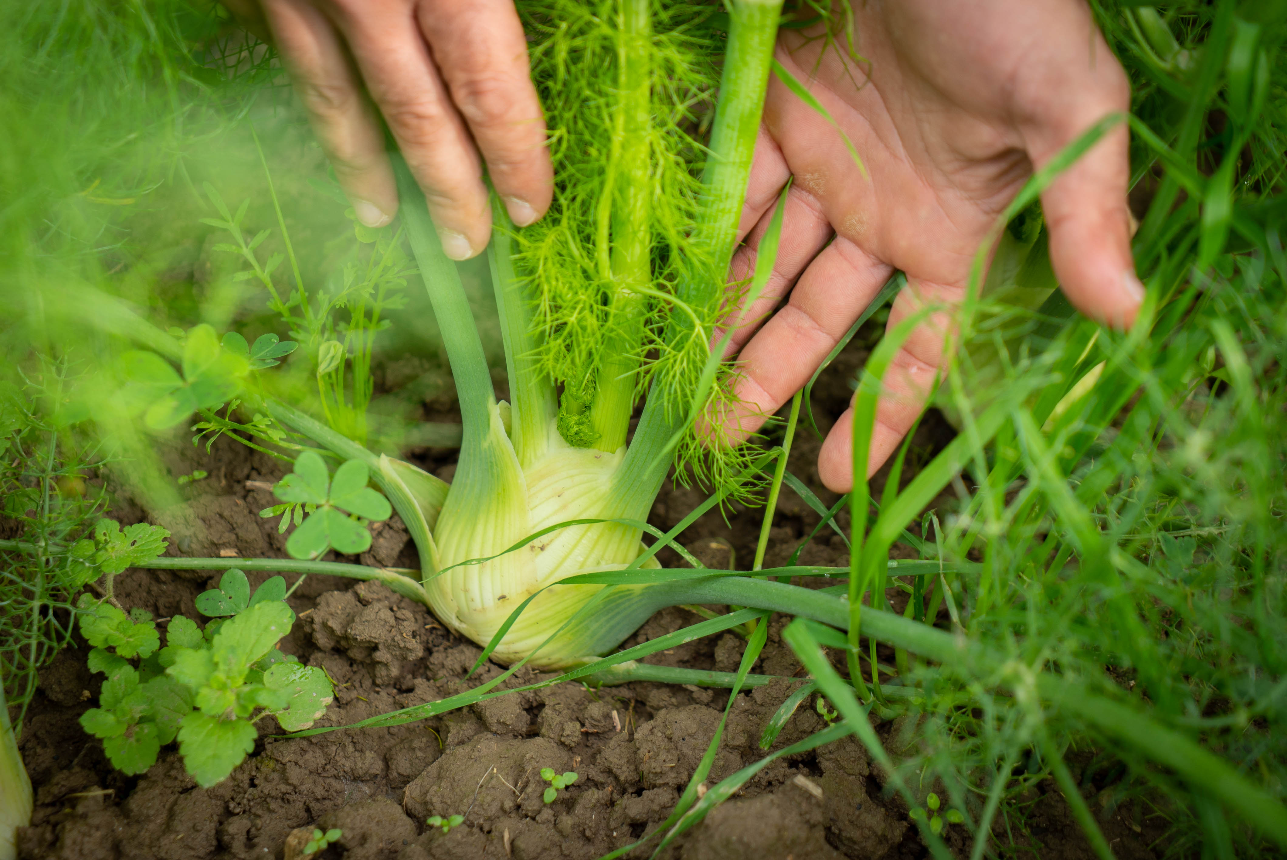 Green Retail  - EcorNaturaS&igrave;: dal True Cost Accounting alle filiere resilienti - Intervista a Fabio Brescacin 