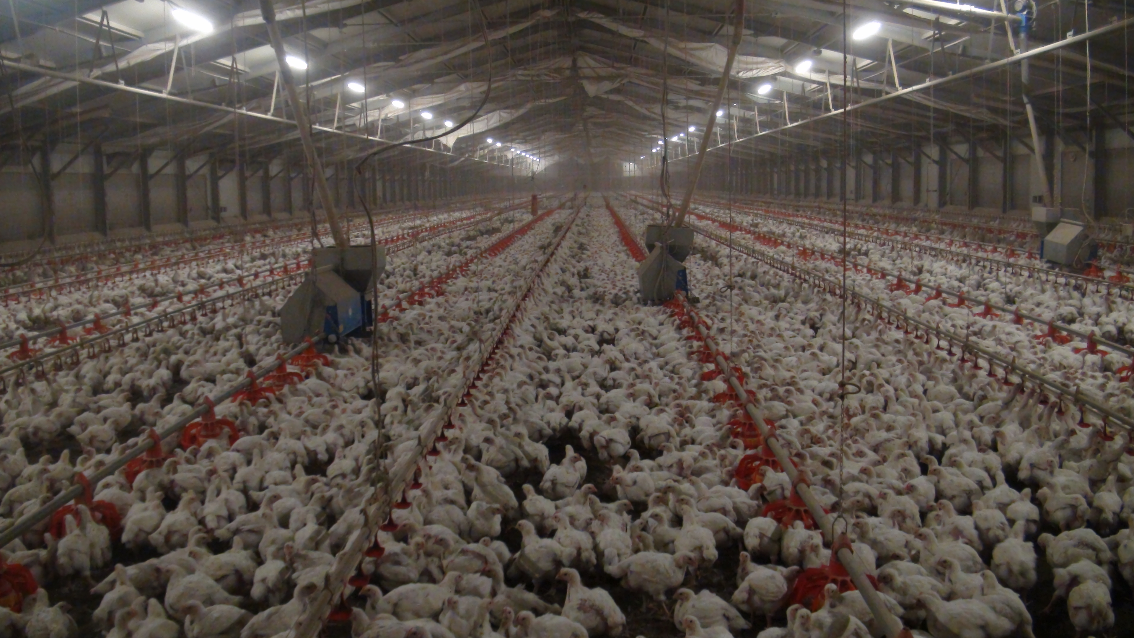 Green Retail  - GDO e benessere animale: 394 aziende europee cambiano, Coop Conad ed Esselunga ancora indietro 