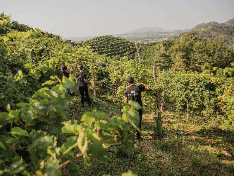 Green Retail  - Follador Prosecco lancia le etichette ecocompatibili 