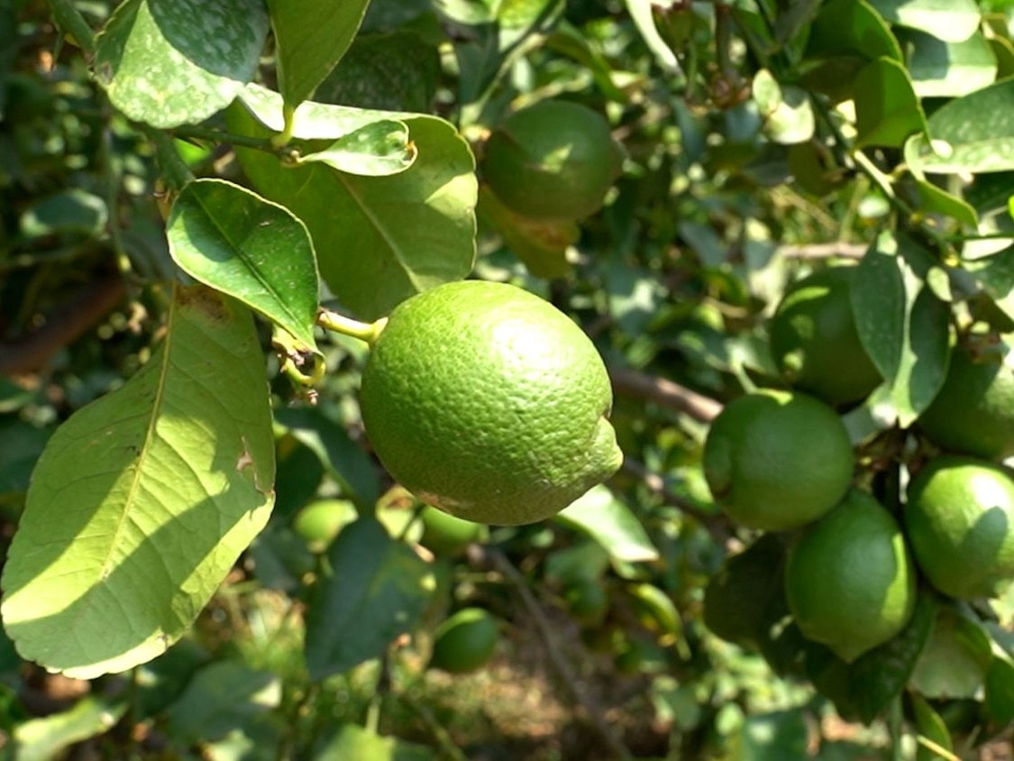 Green Retail  - Top Citrus rivoluziona la filiera del limone dell'Etna  