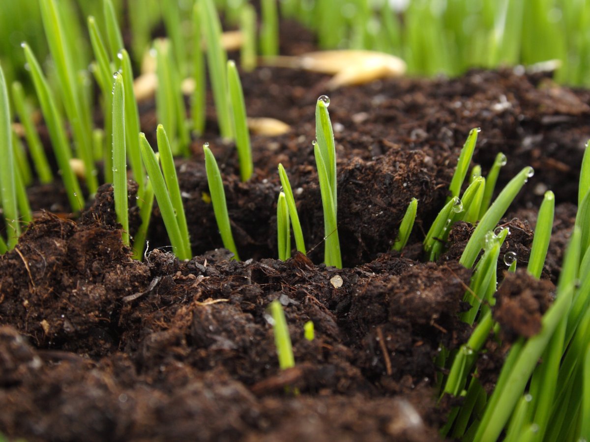 Green Retail  -  Alla Festa del BIO di Bologna soluzioni sostenibili per la crisi climatica 