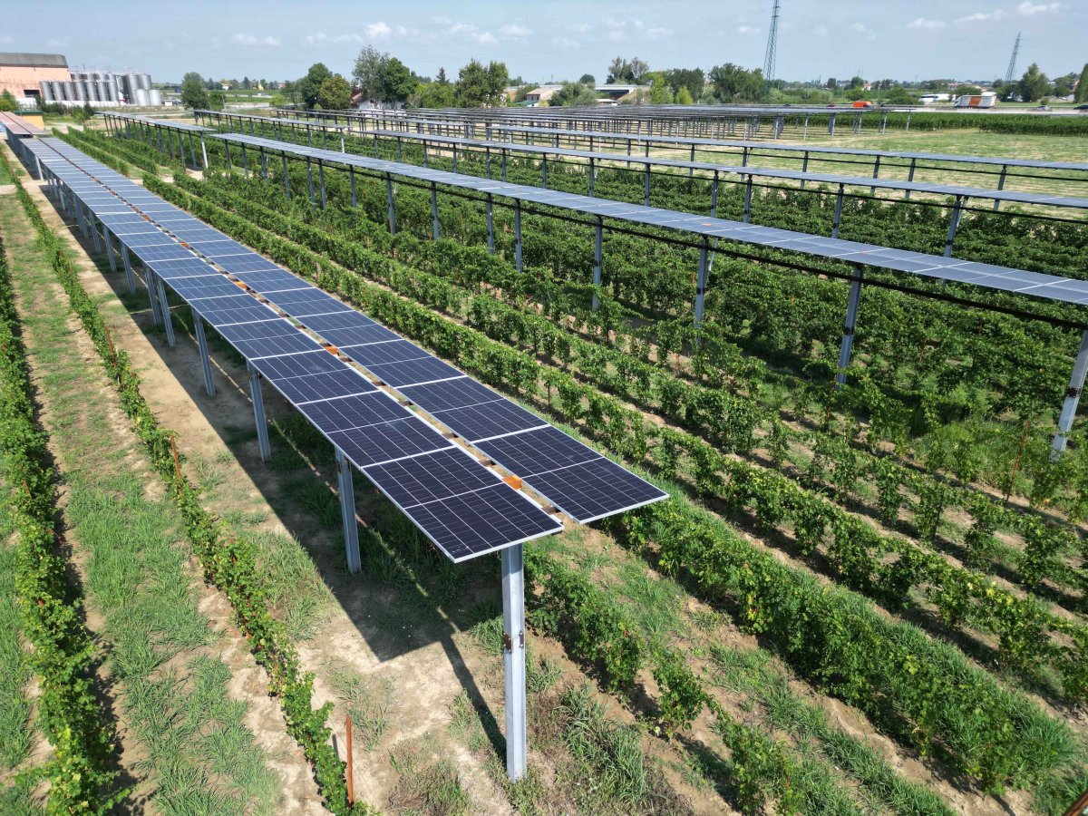 Green Retail  - Gruppo Caviro inaugura il più grande Impianto agrivoltaico su vigneto 