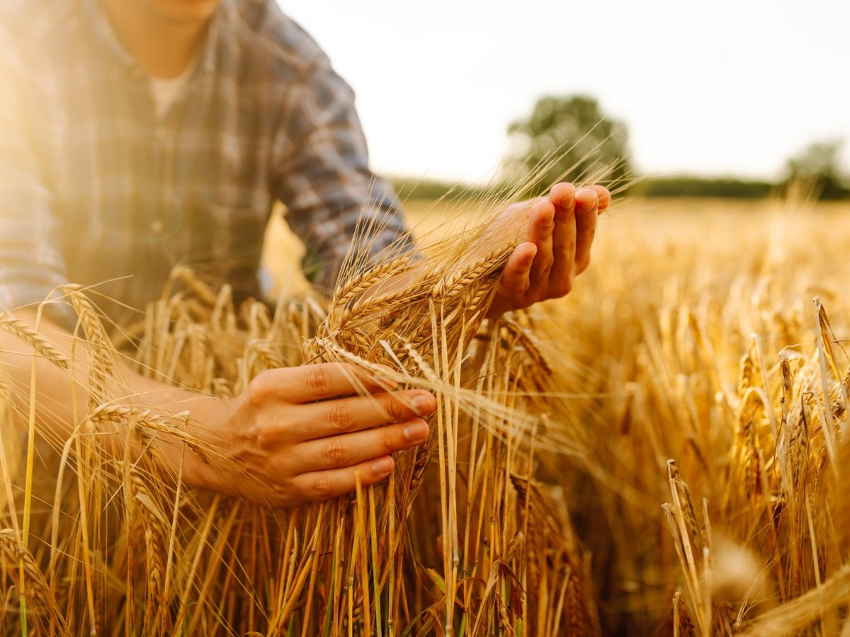 Green Retail  - Molini Pivetti e Yara Italia: nuova partnership per una filiera del grano sostenibile 