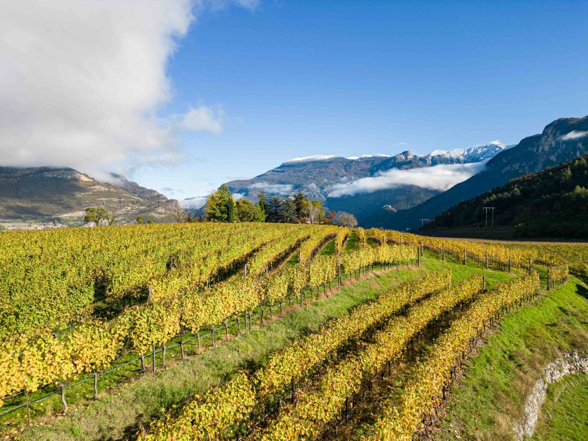 Green Retail  - Cavit rilancia i vitigni autoctoni del Trentino 