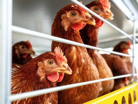Green Retail  - Essere Animali: in 50.000 chiedono a KFC attenzione al benessere dei polli 