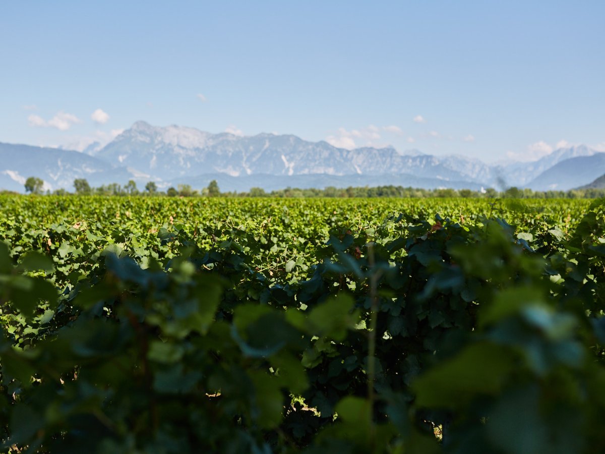 Green Retail  - Pinot Grigio DOC Delle Venezie guarda al futuro: innovazione e vini più leggeri 