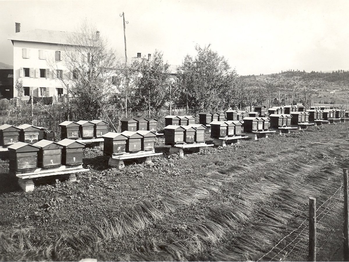 Green Retail - Rigoni di Asiago rinnova il sostegno a Bee My Future Green Retail - Rigoni di Asiago rinnova il sostegno a Bee My Future