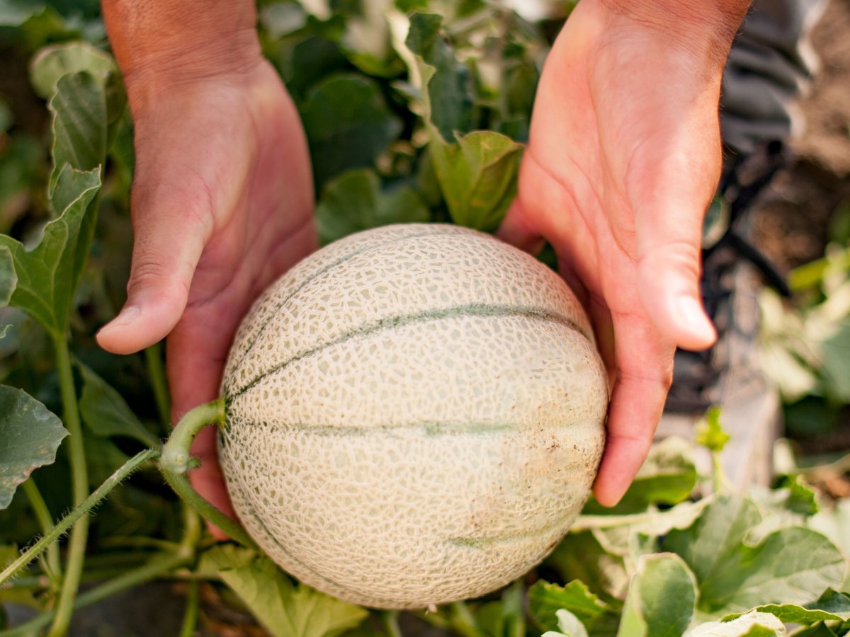 Green Retail  -  Simposio del Melone Mantovano: campi e filiere a confronto 