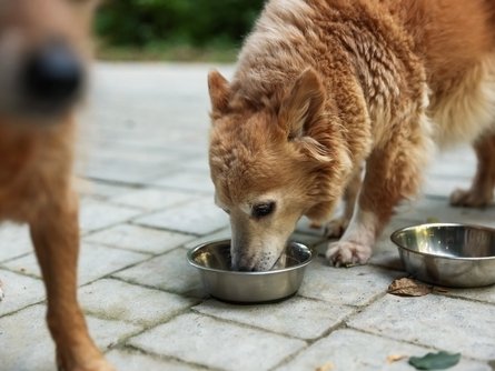 Green Retail  - Mars Pet Nutrition e Fondazione Arcaplanet al fianco di Balzoo con una raccolta nazionale 