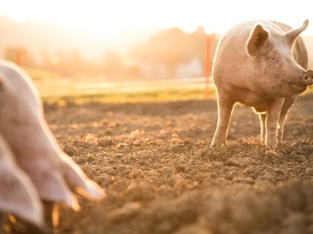 Green Retail  - SUCCESSI & STRATEGIE 