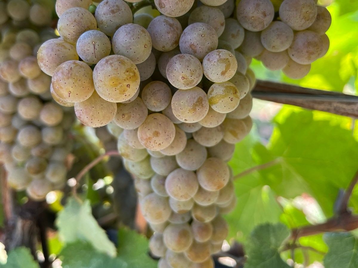 Green Retail  - Progetto Co.Vi.Res: riduzione trattamenti fino all’80% con varietà PIWI 