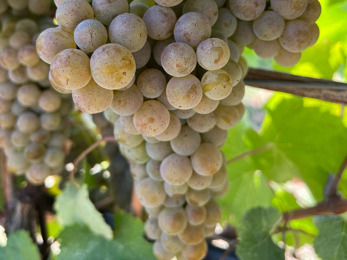 Green Retail  - NEWS 