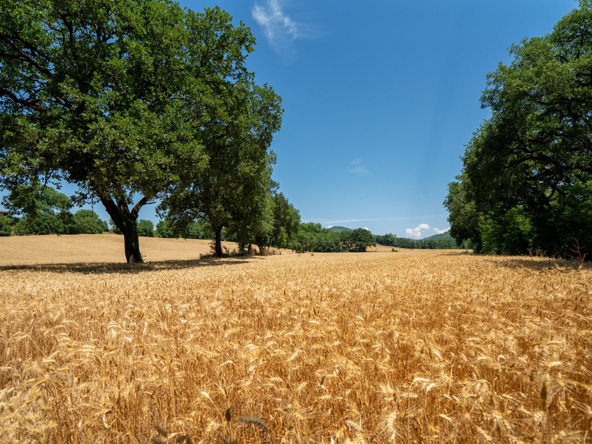 Green Retail  - Colussi e xFarm: tracciabilità prodotti Misura e agricoltura rigenerativa 