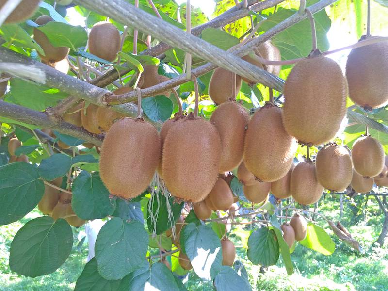 Green Retail - Geoplant scommette sulla qualità del kiwi con Boerica Green Retail - Geoplant scommette sulla qualità del kiwi con Boerica