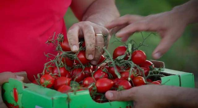 Green Retail  - Il pomodoro siciliano Buttiglieddru è il nuovo presidio Slow Food 