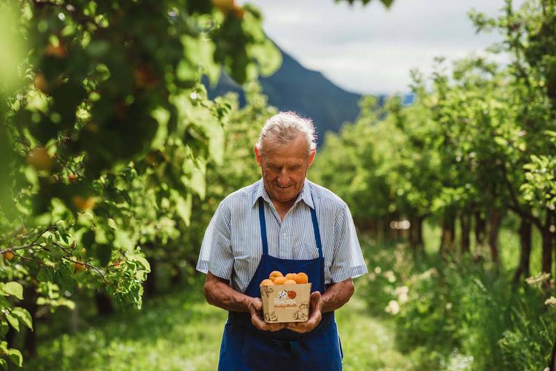 Green Retail  - Sono disponibili le albicocche Val Venosta: fiore all’occhiello tra i frutti estivi 