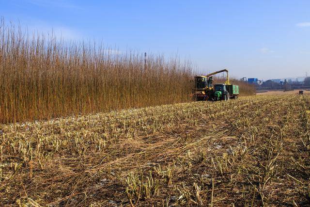 Green Retail  - Energia termica da una piantagione di salici: il futuro di Fakro è eco-friendly 