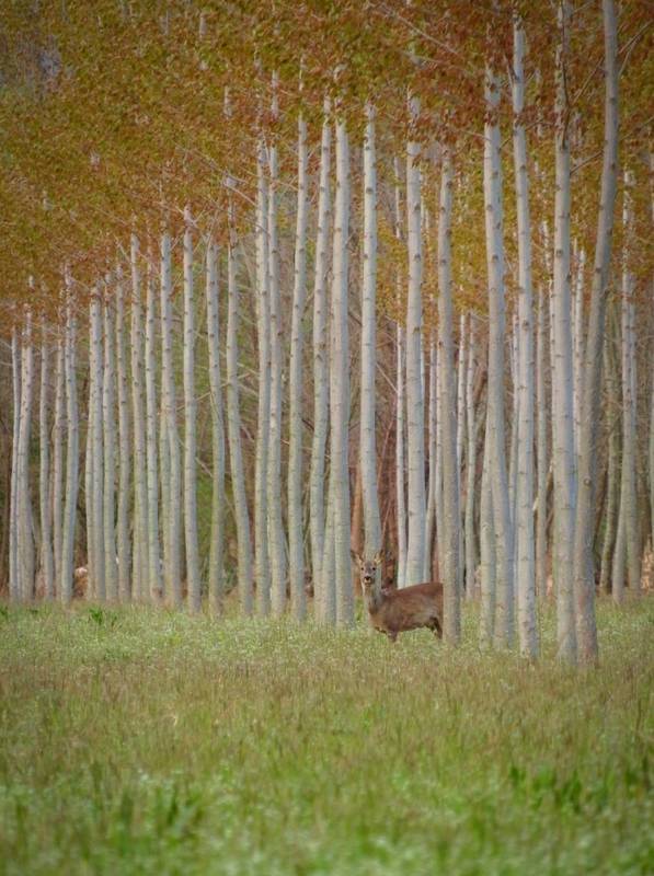 Green Retail  - Dal Friuli alla Campania, ecco le foreste più belle d’Italia 