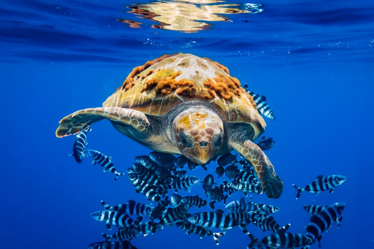 Green Retail  - Giornata mondiale della biodiversità: due photo contest per difendere il mare 