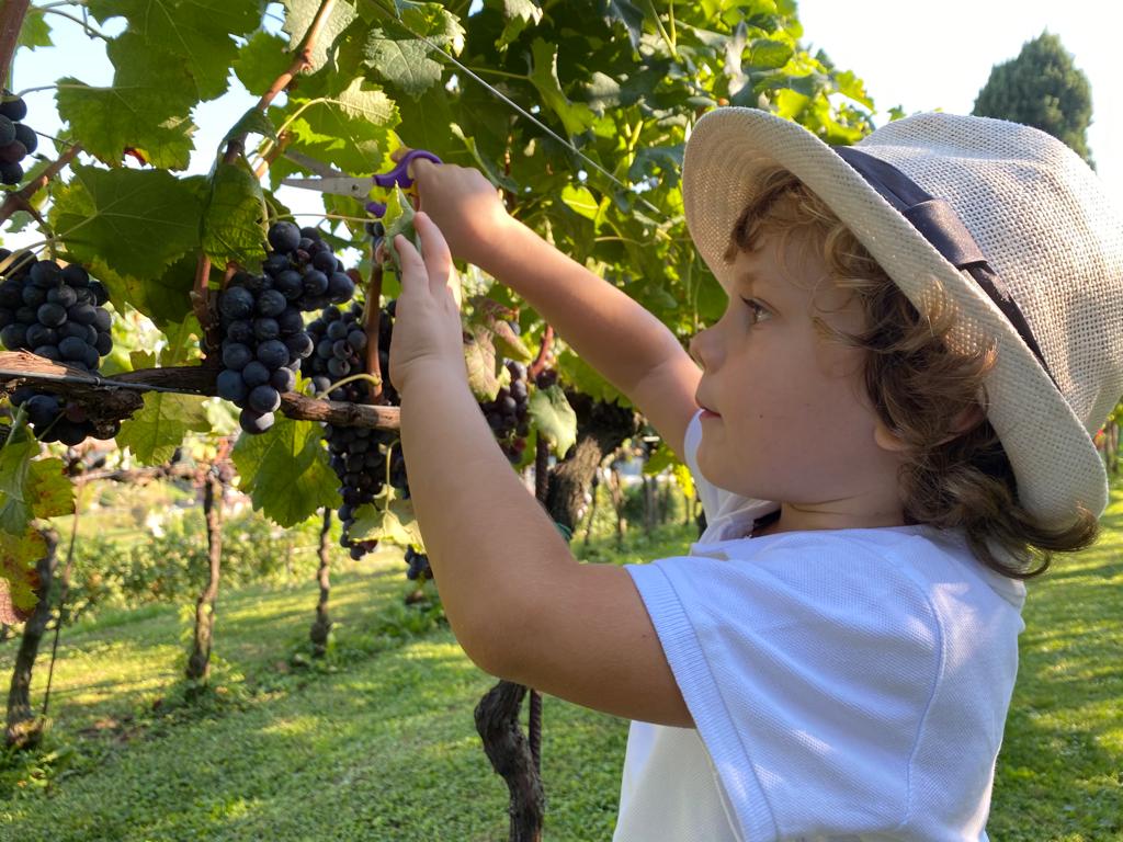 Green Retail  - Settembre, tempo di vendemmia per i più piccoli 