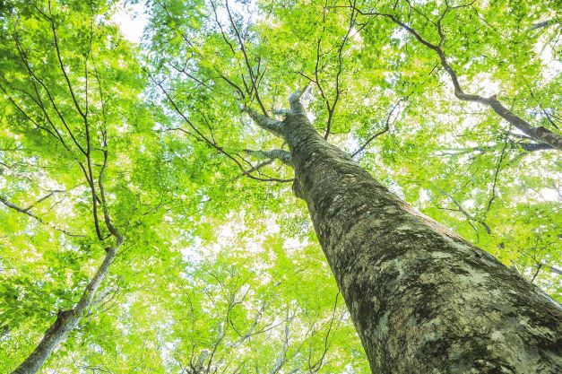 Green Retail  - Un albero per la solidarietà europea 