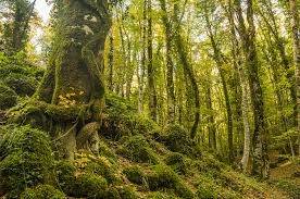 Green Retail  - Nasce in Veneto la Foresta dell’Associazione Italiana Scatolifici 