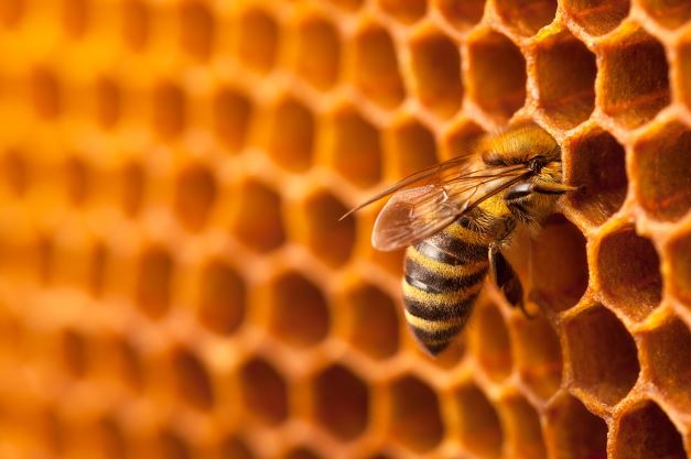 Bee Interacta, il nuovo progetto di Interacta a supporto delle api