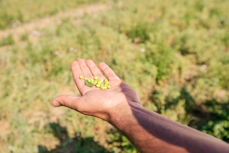 Green Retail  - Andriani capofila della filiera di legumi sostenibile tra le più estese d'Italia 