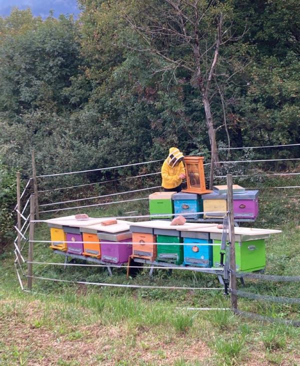 Green Retail  - Bauer to Bee è l’alveare adottato da Bauer per proteggere le api e tutelare l’ambiente 