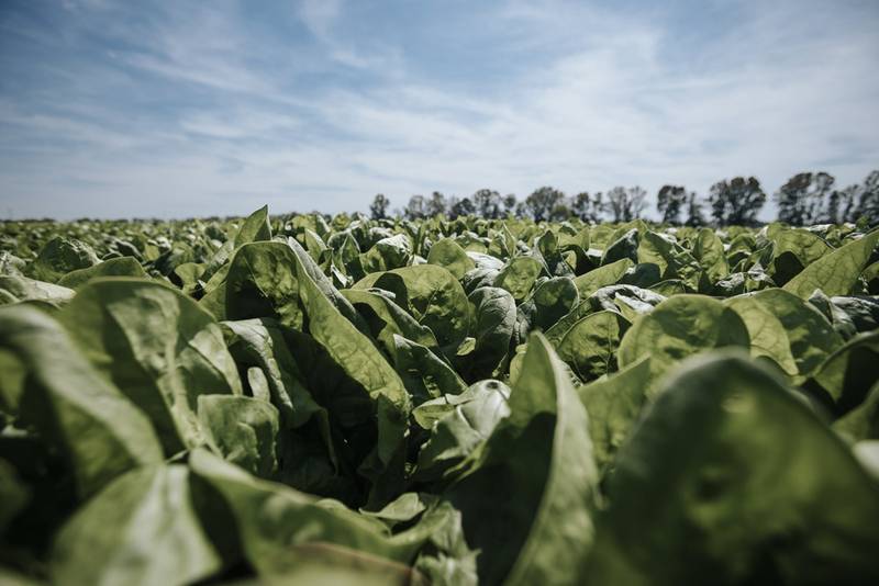 Green Retail  - Coop - Agricoltura campagna no pestidici no glifosato 