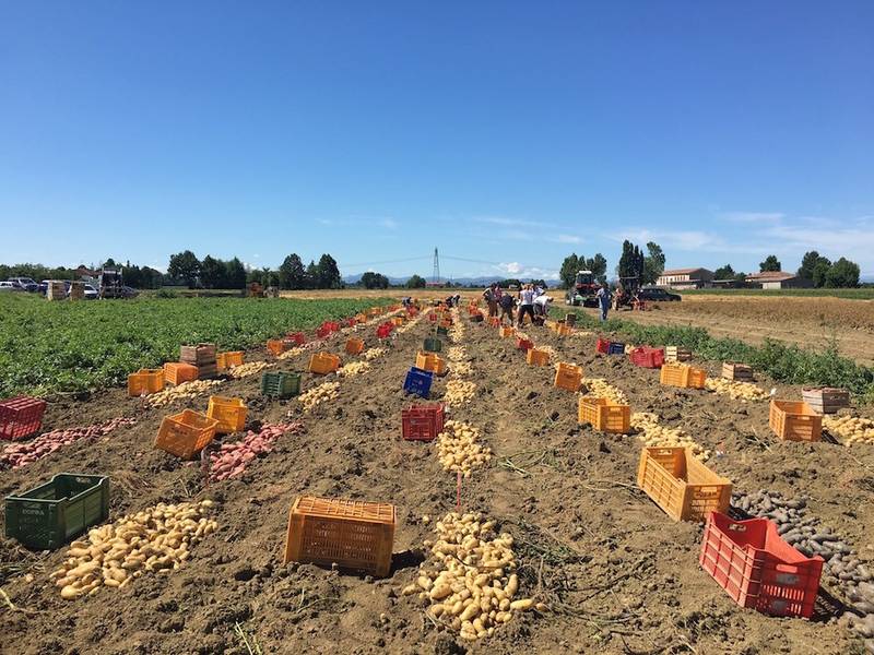 Green Retail  - Romagnoli Spa - Nuova sperimentazione con l'Università della Tuscia e Legambiente per patate 100% eco-friendly 