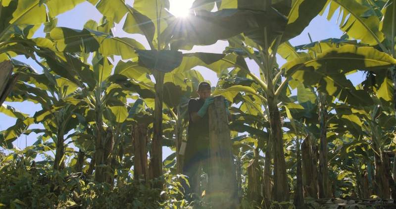 Green Retail  - Chiquita presenta il nuovo Rapporto sulla Sostenibilità 