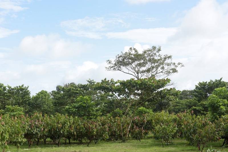 Green Retail  - El Cacao è l’esempio concreto dell’impegno di Ritter Sport per “fare la cosa giusta” 