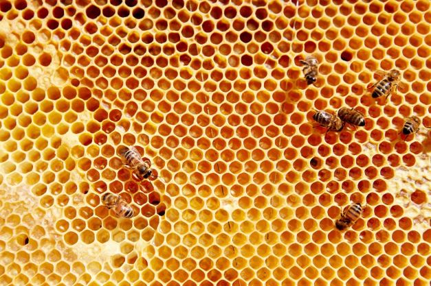 Green Retail  - Ricola si impegna a favore delle api e potenzia la biodiversità 