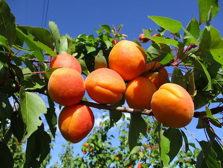 Green Retail  - Albinova, l’albicocco dal gusto unico  