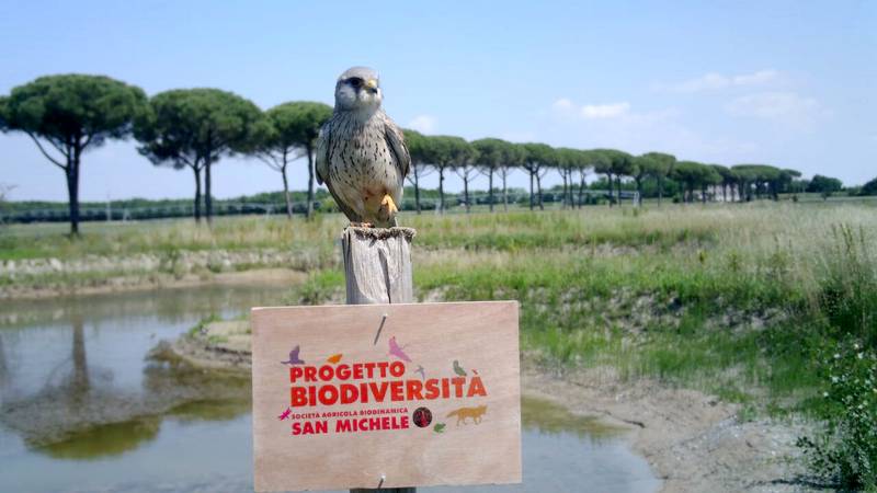 Green Retail - 3.600 ettari di biodiversità: l'agricoltura riparte da infrastrutture verdi Green Retail - 3.600 ettari di biodiversità: l'agricoltura riparte da infrastrutture verdi
