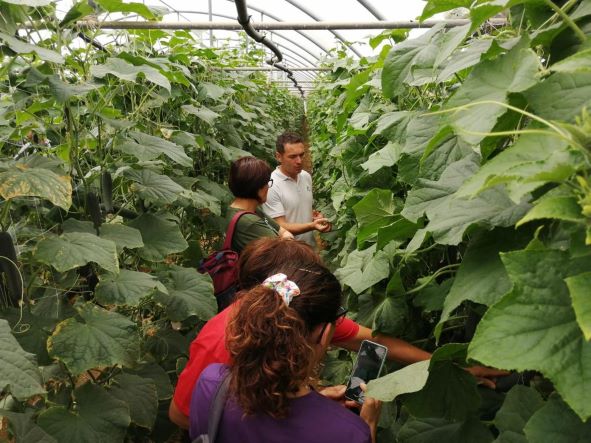 Green Retail  - Cetriolo, ampia partecipazione in Sardegna per l'Open Day firmato Rijk Zwaan 