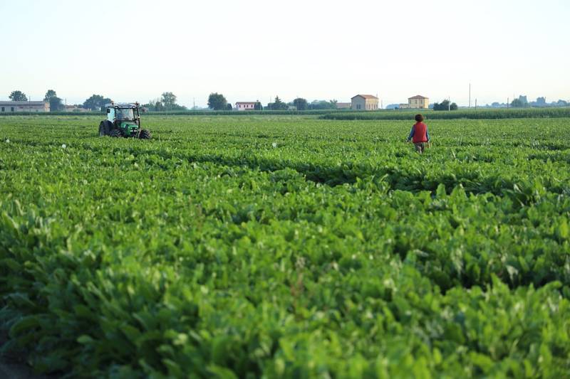 Green Retail  - Coprob - Italia Zuccheri: lo zucchero 100% italiano protegge le api e non utilizza i neonicotinoidi 