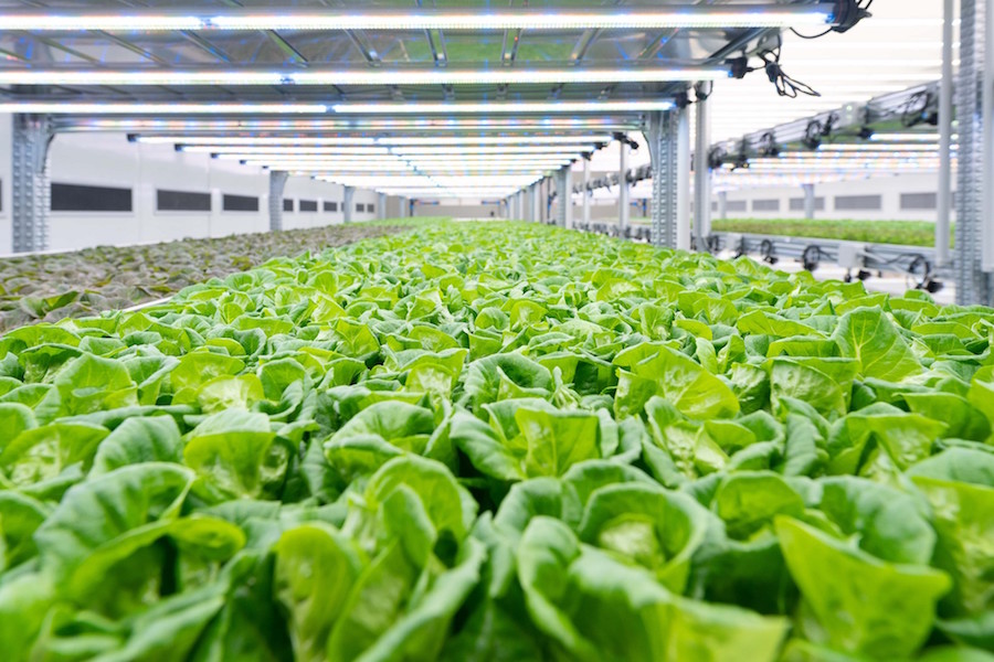 Green Retail  - Kilometro Verde inaugura la Vertical Farm più grande d'Europa 