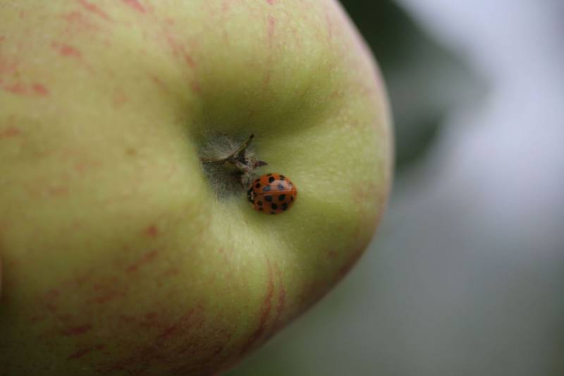 Green Retail  - Le coccinelle, i portafortuna del Paradiso delle Mele 