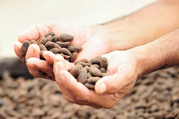 Green Retail  - Ritter Sport traccia il 100% del cacao utilizzato per tutta la gamma, fino alle organizzazioni di produttori 