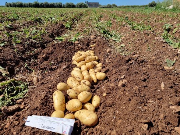 Green Retail  - Romagnoli F.lli: al via la commercializzazione delle Patate Novelle Residuo Zero 