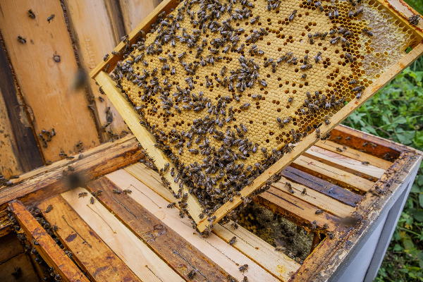 Green Retail  - Apicoltura Piana celebra 120 anni di storia del miele 