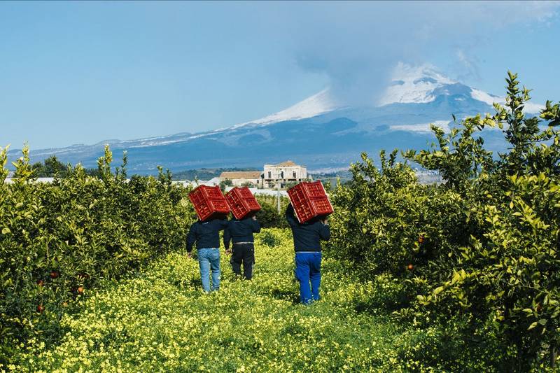 Green Retail  - Arancia Rossa di Sicilia Igp: ottima annata ma mercati in crisi 