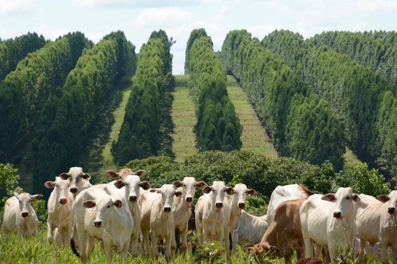 Green Retail  - Brazzale è carbon neutral con un milione e mezzo di nuovi alberi piantati 