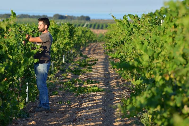 Green Retail  - Il vino di qualità tra riscoperta sociale e valorizzazione del territorio: Etilika dà voce alle cantine sociali 