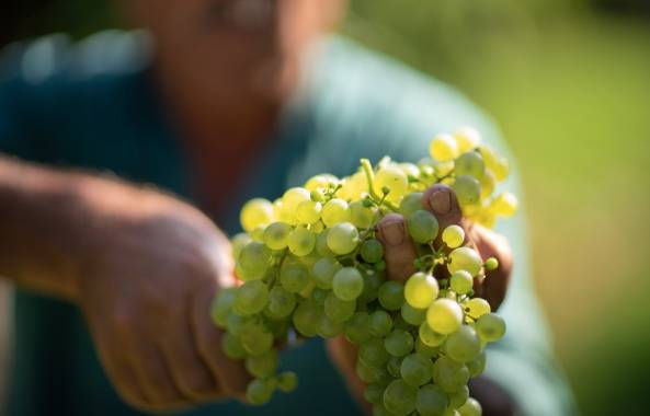 Green Retail  - Prosecco sostenibile per Collis Veneto Wine Group 