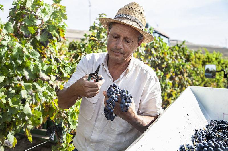 Green Retail  - Dalla Puglia la "vigna sperimentale" di Colli della Murgia 