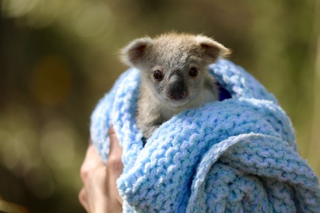 Green Retail  - Nuii e WildArk, insieme per la salvaguardia dei koala a rischio di estinzione 