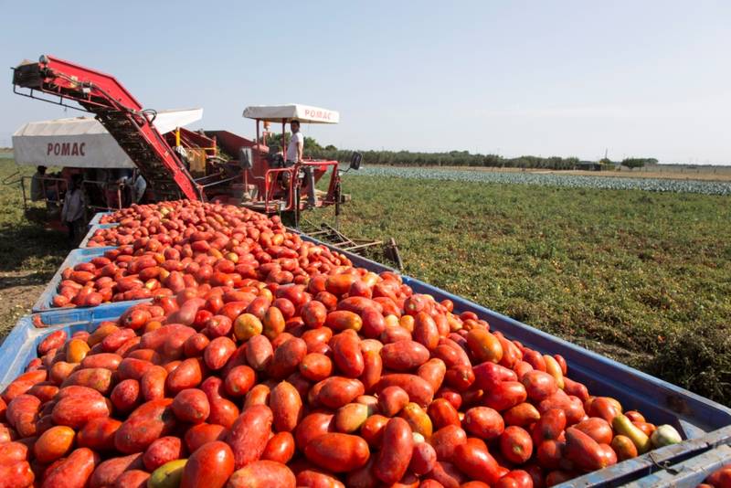 Green Retail  - Green loan da 46 milioni di Euro per finanziare serre tecnologiche a led per la coltivazione sostenibile di pomodori 
